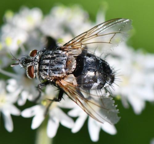 Linnaemya picta